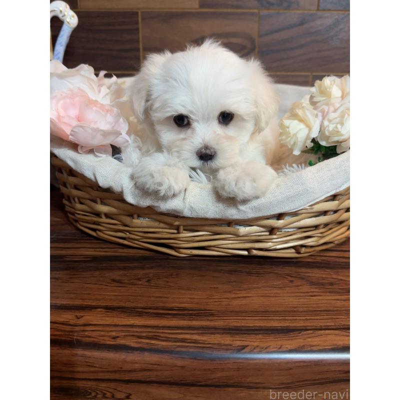 販売中の岐阜県のマルチーズ-431982の4枚目