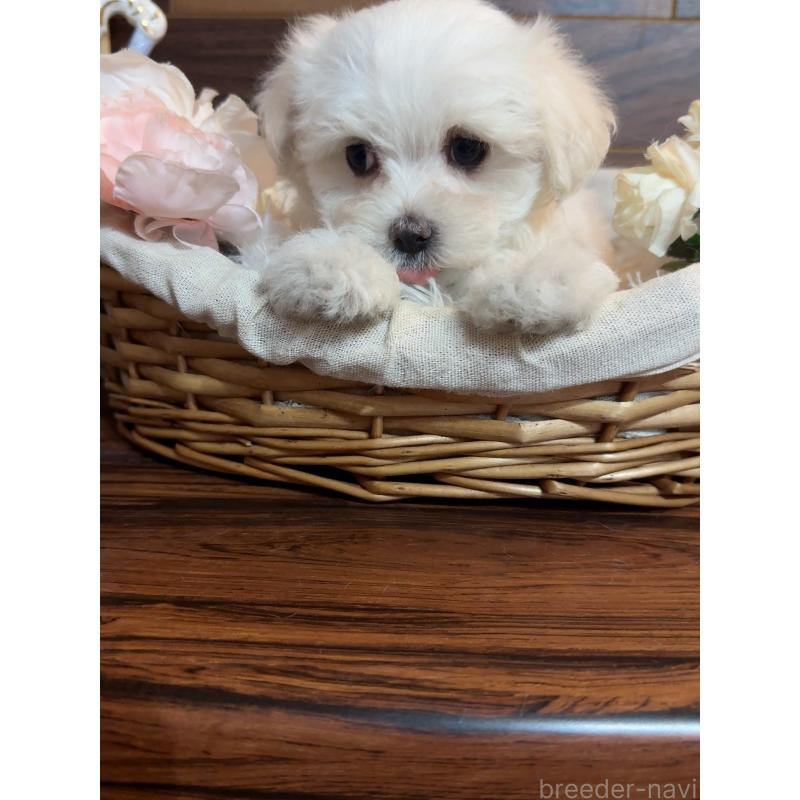 販売中の岐阜県のマルチーズ-431982の3枚目