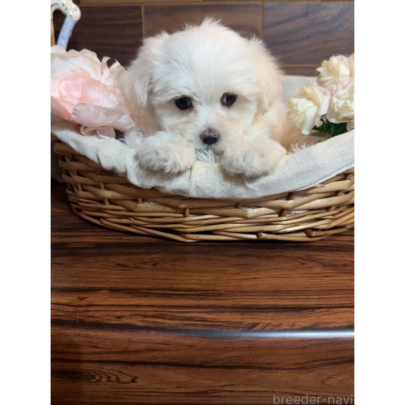 販売中の岐阜県のマルチーズ-431982の2枚目