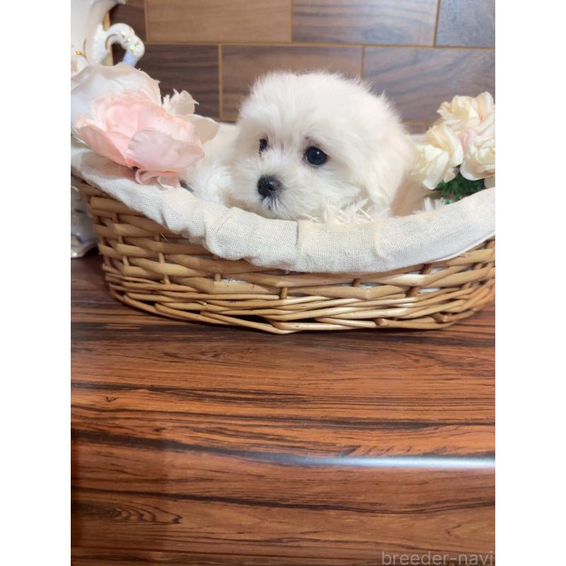 販売中の岐阜県のマルチーズ-431983の9枚目