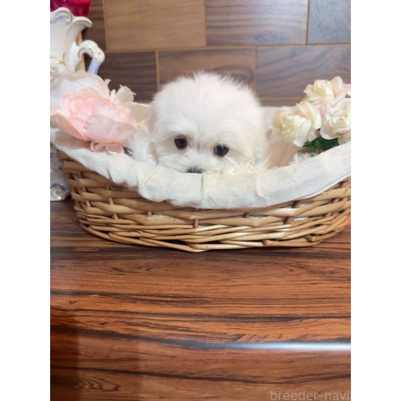 販売中の岐阜県のマルチーズ-431983の7枚目