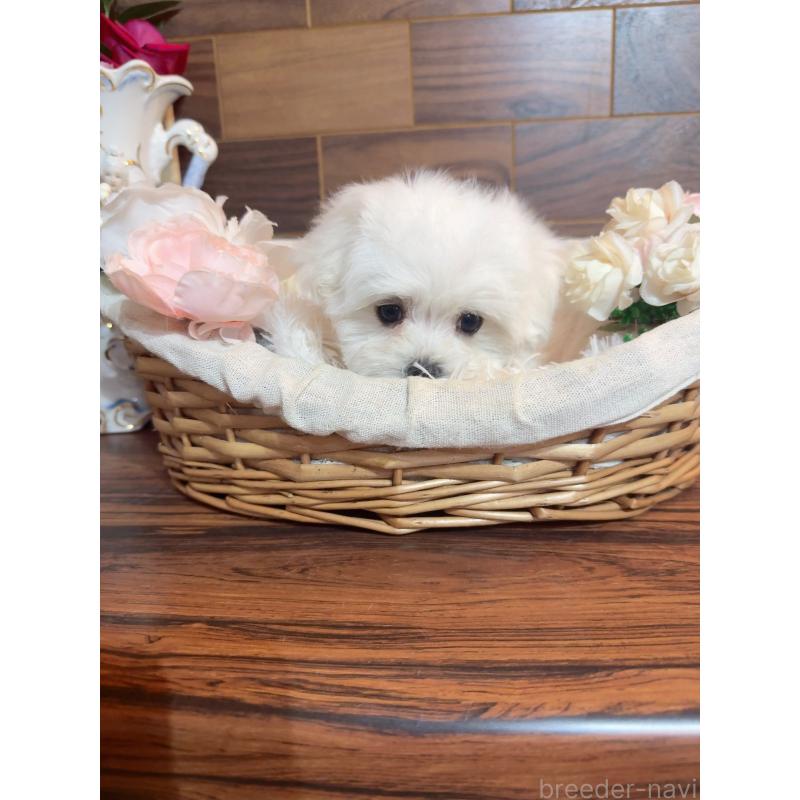 販売中の岐阜県のマルチーズ-431983の6枚目