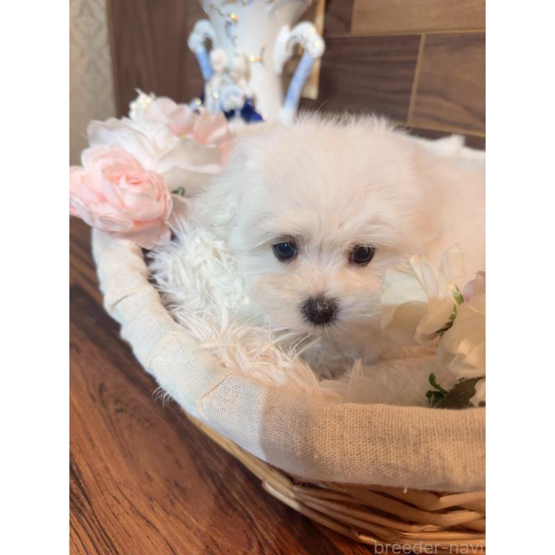 販売中の岐阜県のマルチーズ-431983の5枚目