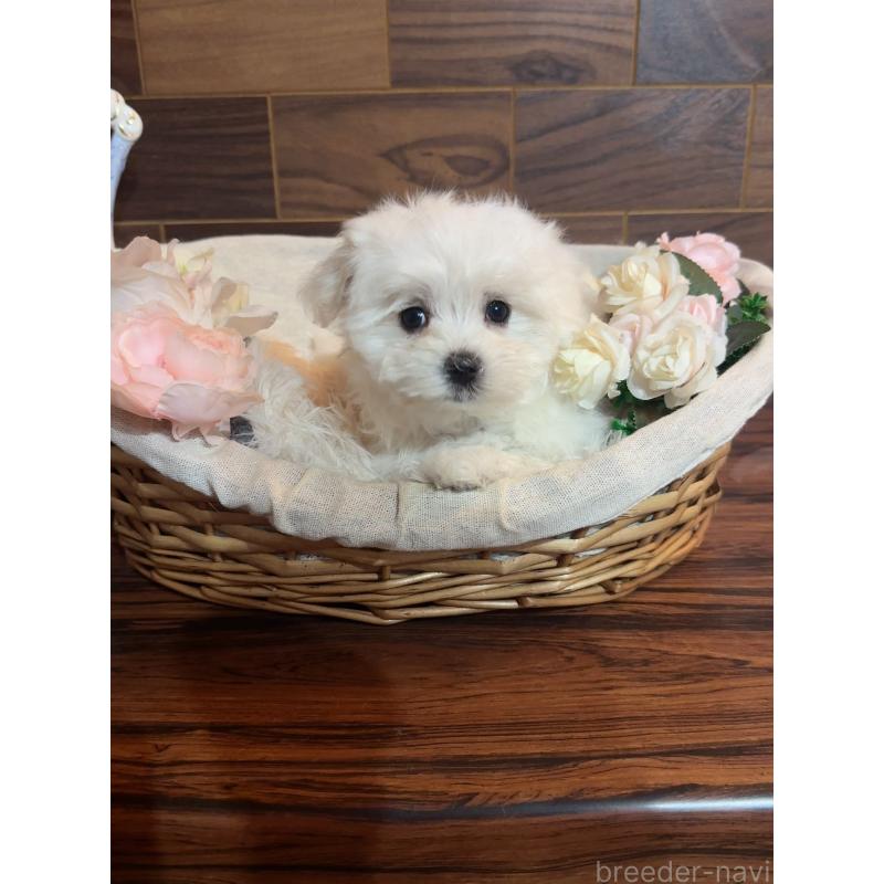 販売中の岐阜県のマルチーズ-431983の4枚目