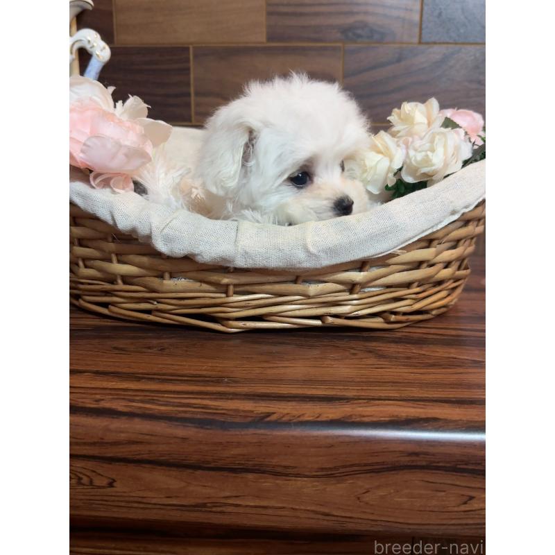 販売中の岐阜県のマルチーズ-431983の3枚目