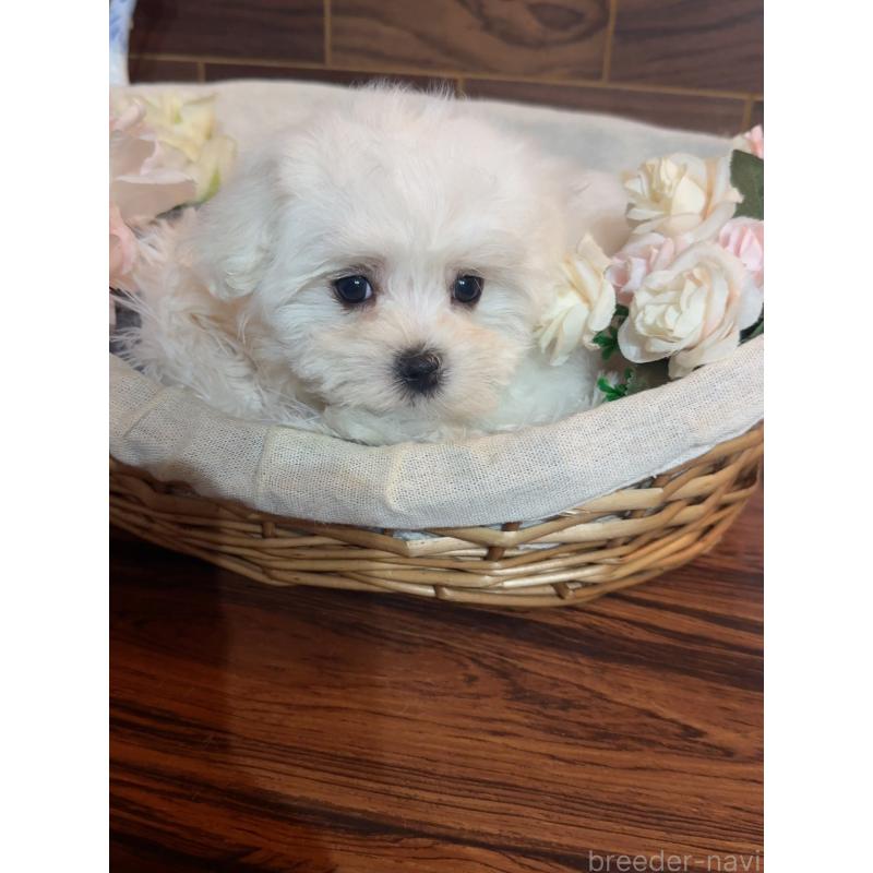 販売中の岐阜県のマルチーズ-431983の2枚目