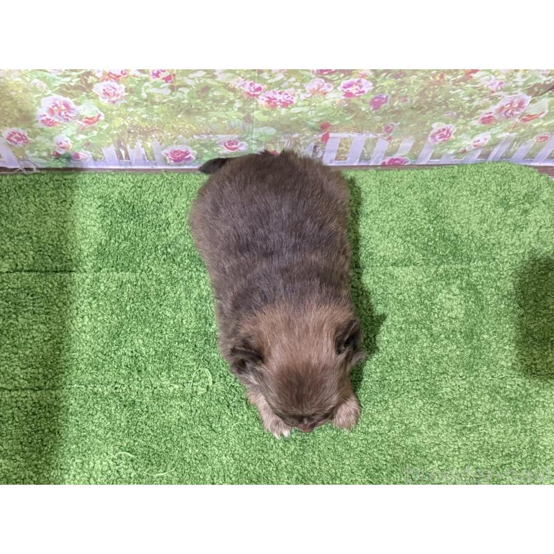 販売中の埼玉県のポメラニアン-431984の3枚目