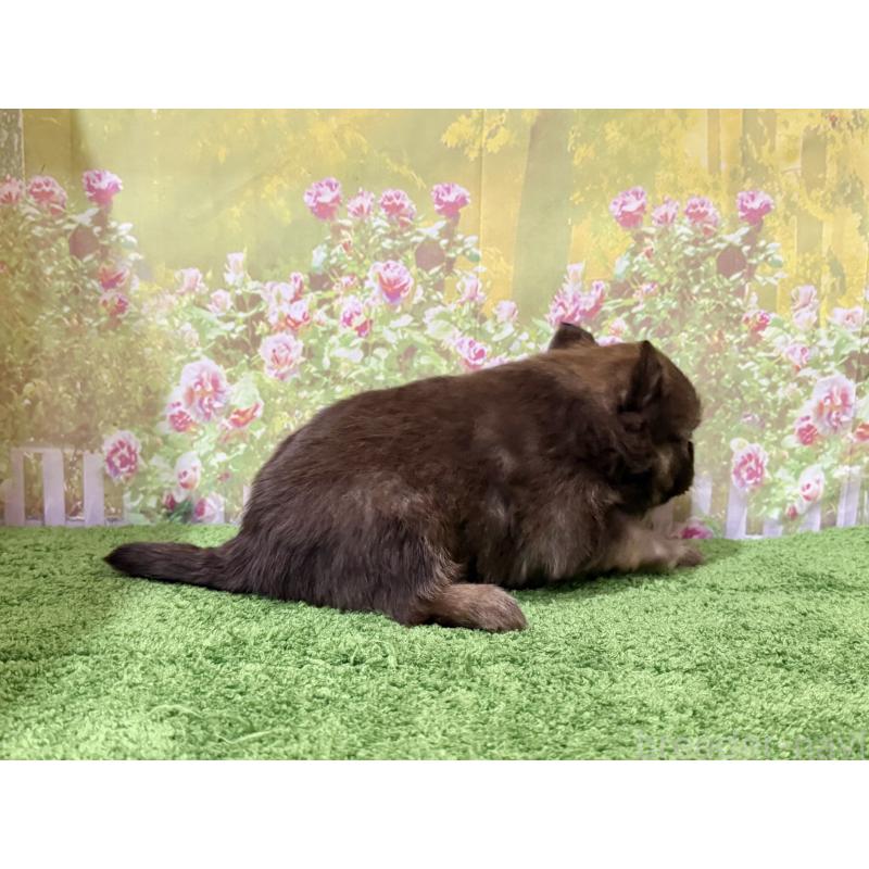 販売中の埼玉県のポメラニアン-431984の2枚目