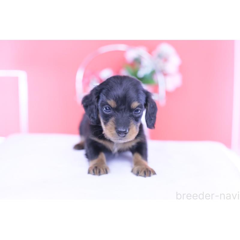 販売中の愛知県のカニンヘンダックスフンド(ロングヘアード)-432010の14枚目