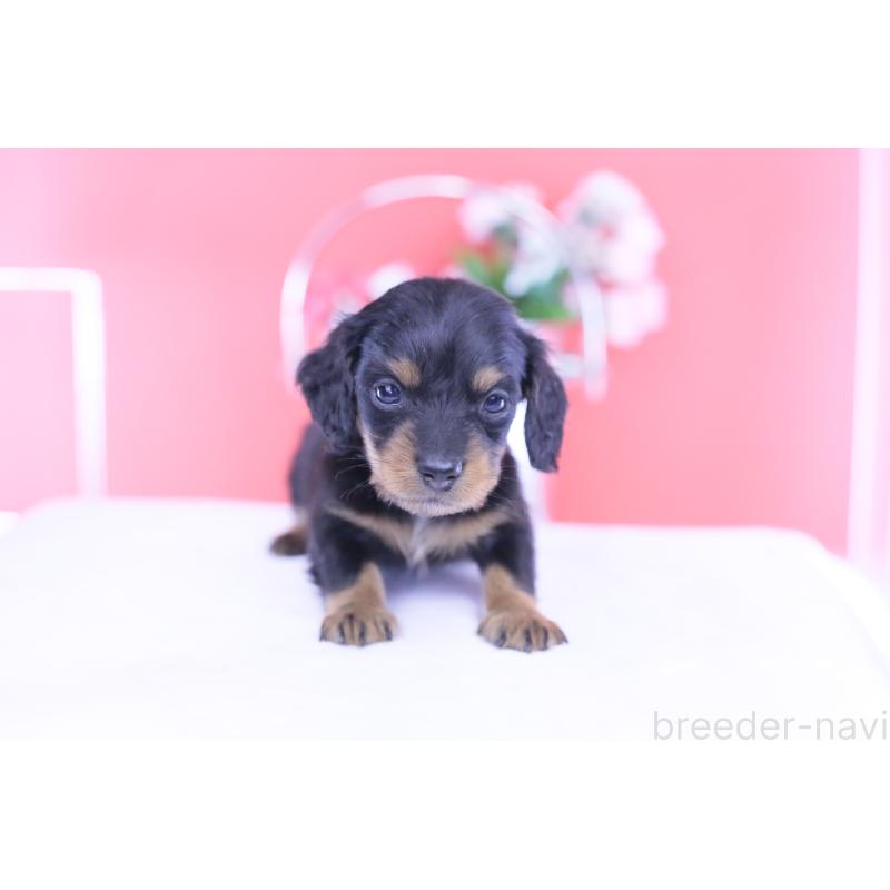 販売中の愛知県のカニンヘンダックスフンド(ロングヘアード)-432010の13枚目