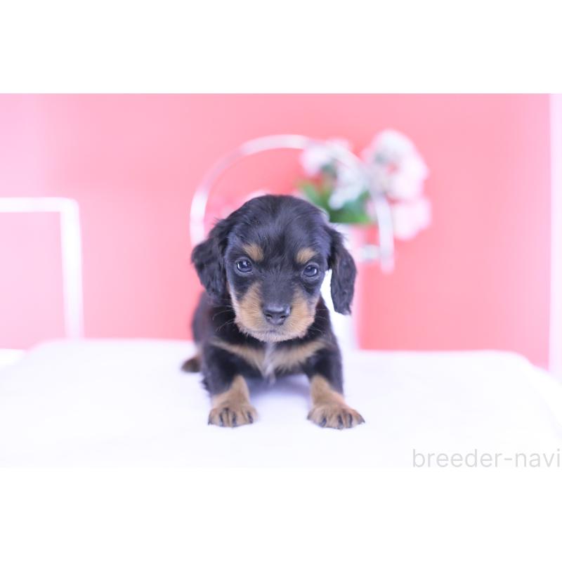 販売中の愛知県のカニンヘンダックスフンド(ロングヘアード)-432010の11枚目