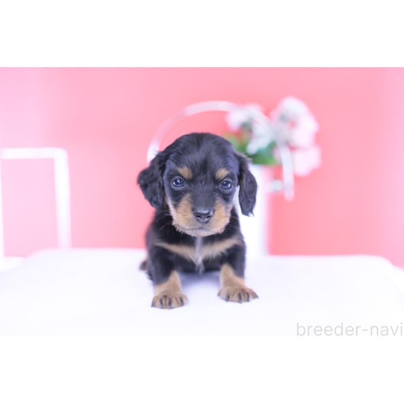 販売中の愛知県のカニンヘンダックスフンド(ロングヘアード)-432010の10枚目