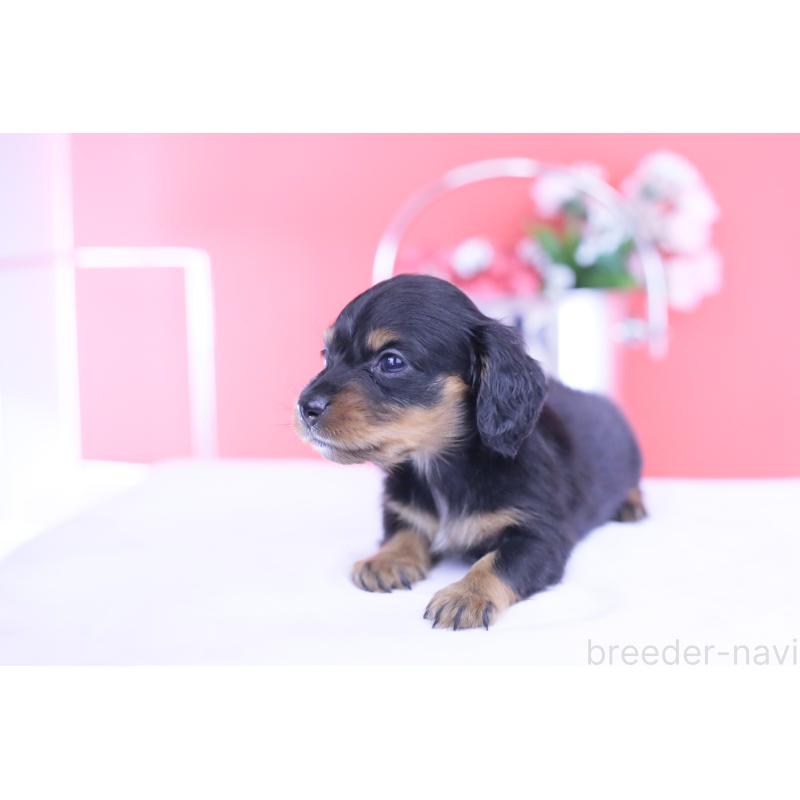 販売中の愛知県のカニンヘンダックスフンド(ロングヘアード)-432010の9枚目