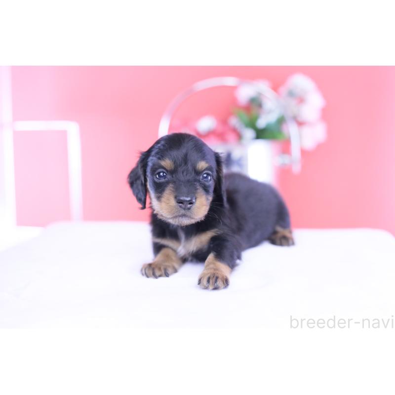 販売中の愛知県のカニンヘンダックスフンド(ロングヘアード)-432010の8枚目