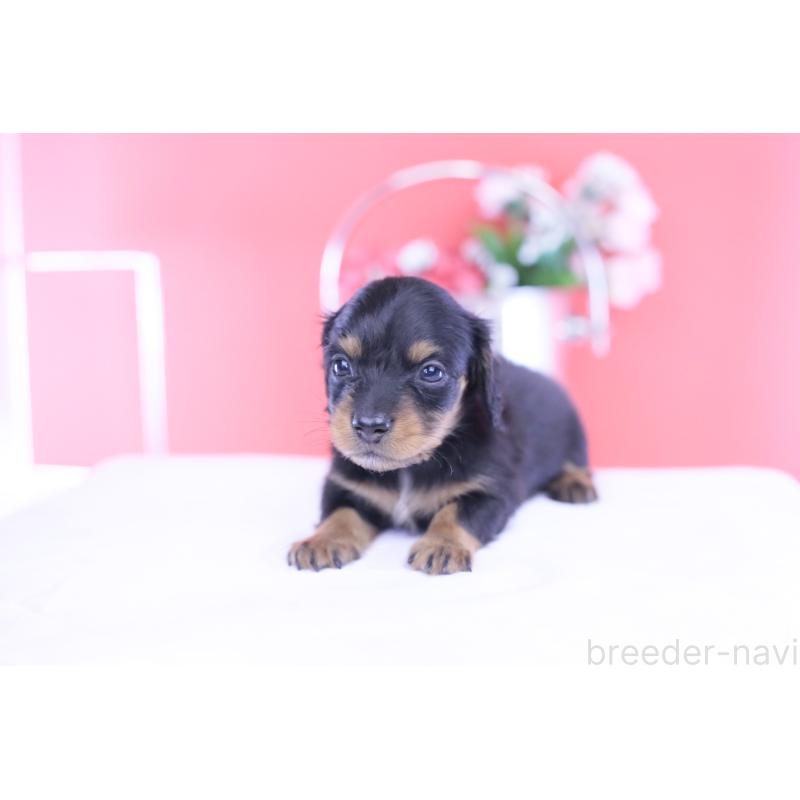 販売中の愛知県のカニンヘンダックスフンド(ロングヘアード)-432010の7枚目