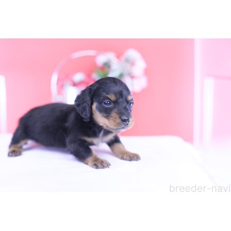 販売中の愛知県のカニンヘンダックスフンド(ロングヘアード)-432010の6枚目