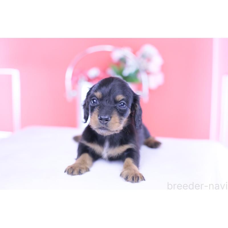 販売中の愛知県のカニンヘンダックスフンド(ロングヘアード)-432010の5枚目