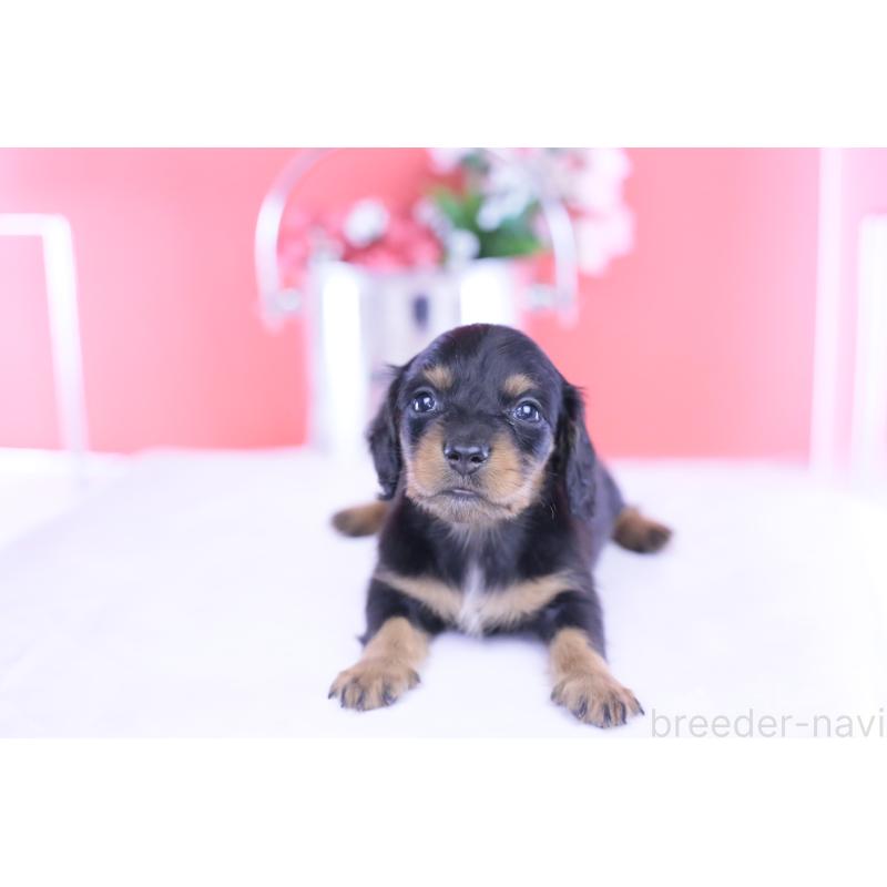 販売中の愛知県のカニンヘンダックスフンド(ロングヘアード)-432010の4枚目