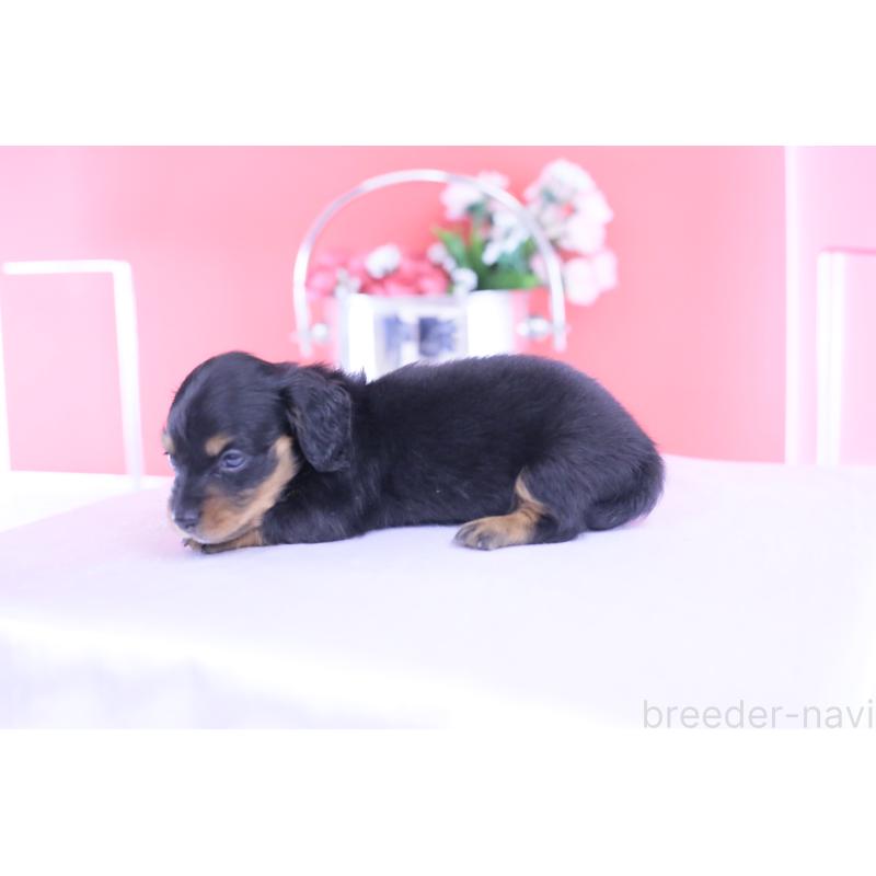 販売中の愛知県のカニンヘンダックスフンド(ロングヘアード)-432010の3枚目