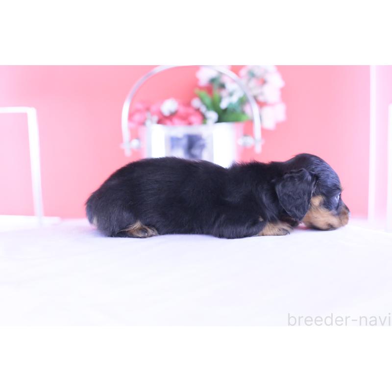 販売中の愛知県のカニンヘンダックスフンド(ロングヘアード)-432010の2枚目