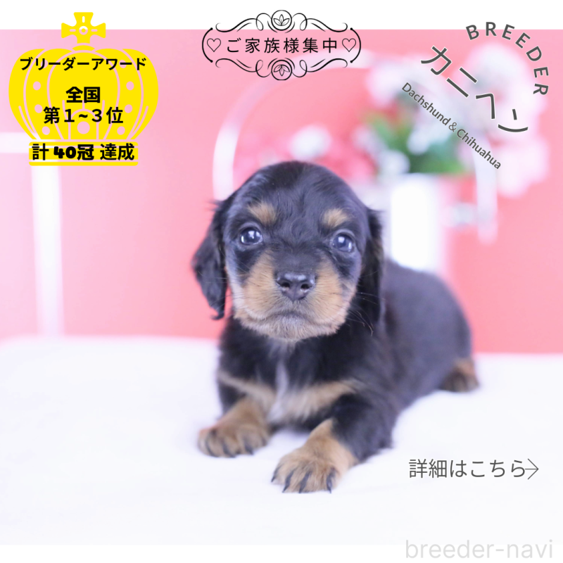 販売中の愛知県のカニンヘンダックスフンド(ロングヘアード)-432010