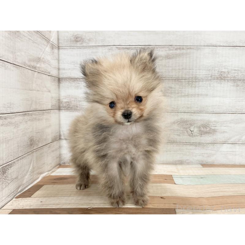 販売中の新潟県のポメラニアン-432011の5枚目