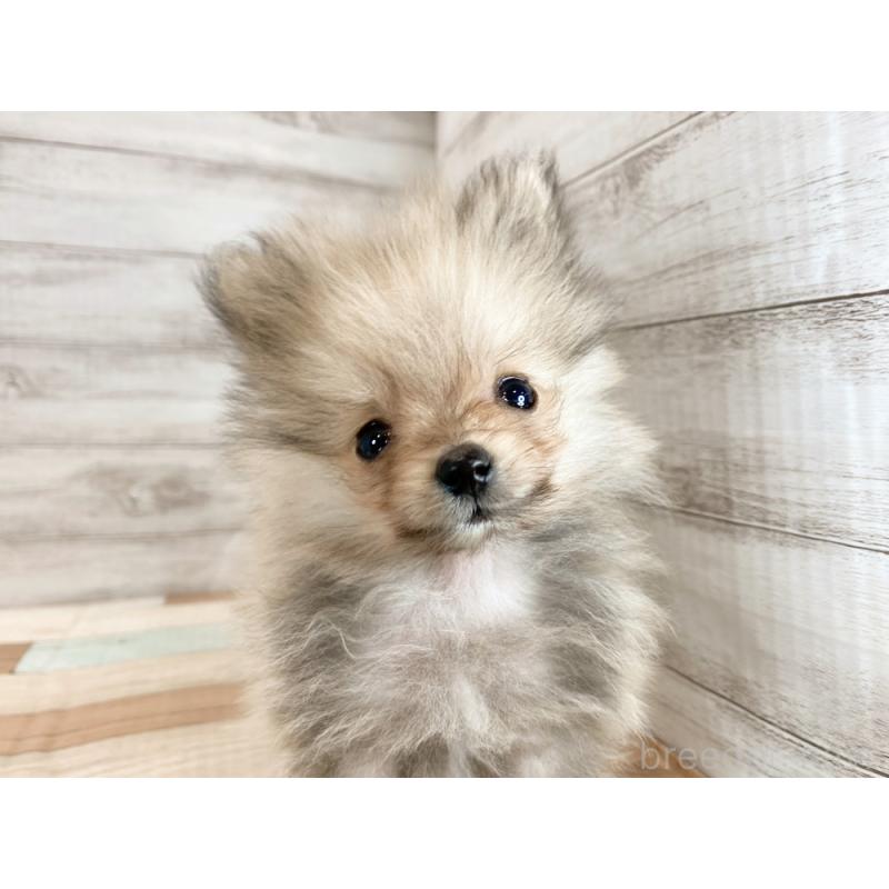 販売中の新潟県のポメラニアン-432011の4枚目