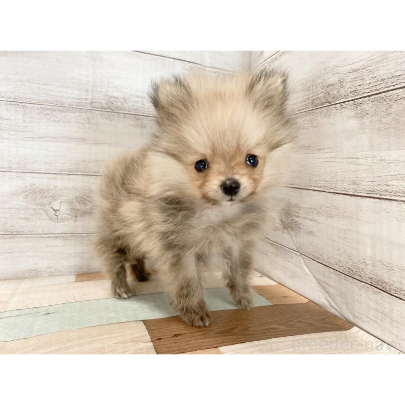 販売中の新潟県のポメラニアン-432011の3枚目