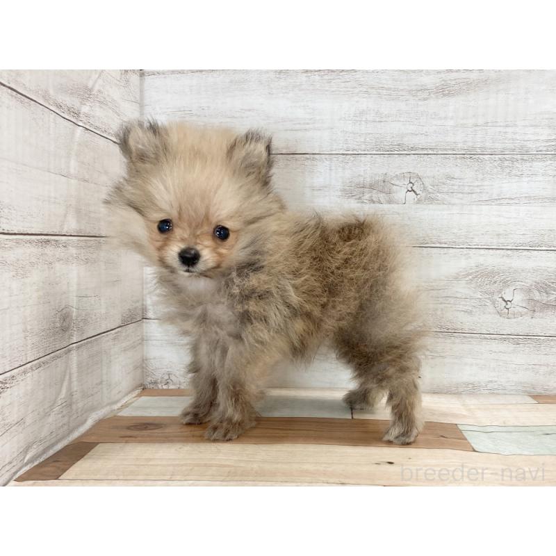 販売中の新潟県のポメラニアン-432011の2枚目