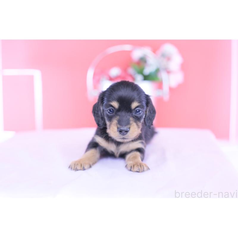 販売中の愛知県のカニンヘンダックスフンド(ロングヘアード)-432012の14枚目