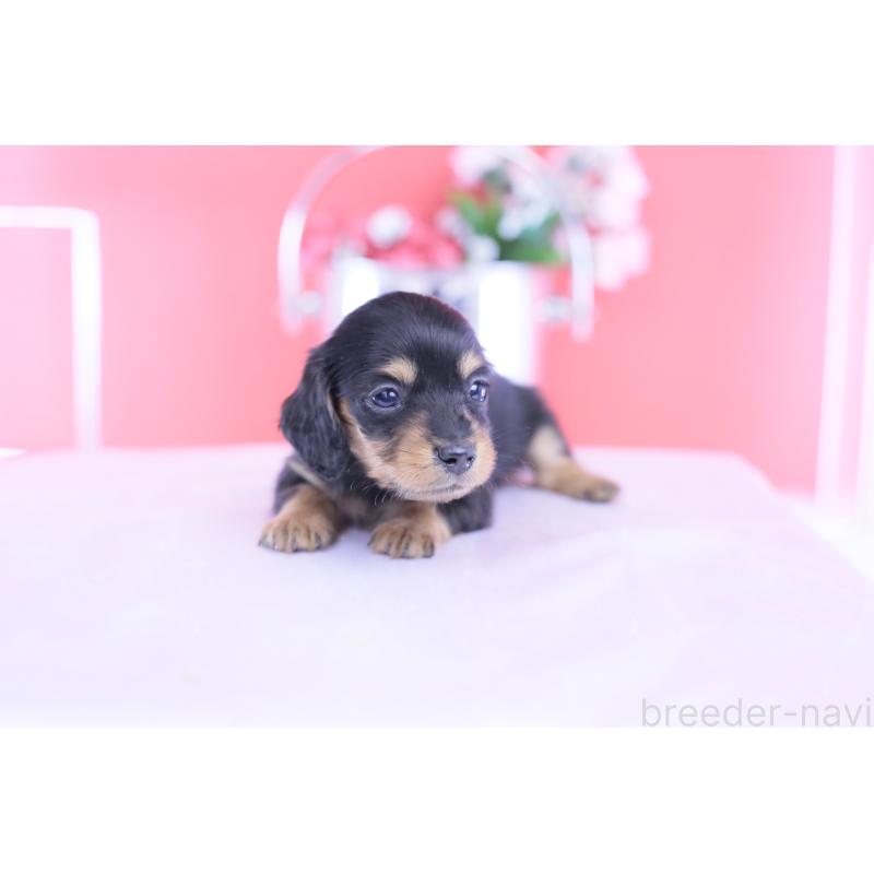 販売中の愛知県のカニンヘンダックスフンド(ロングヘアード)-432012の13枚目