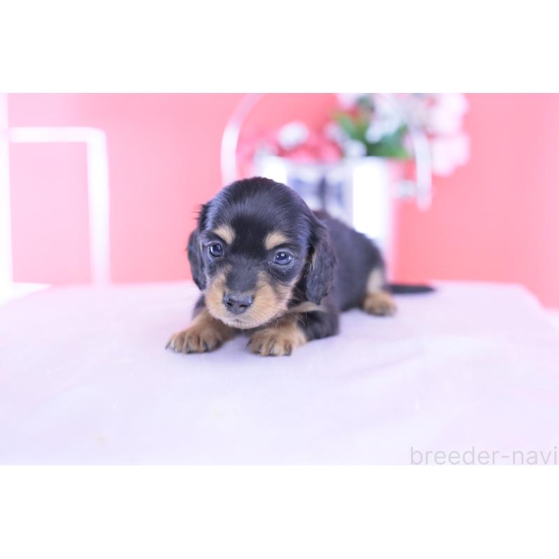 販売中の愛知県のカニンヘンダックスフンド(ロングヘアード)-432012の12枚目