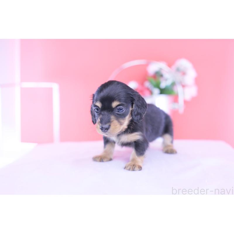 販売中の愛知県のカニンヘンダックスフンド(ロングヘアード)-432012の11枚目