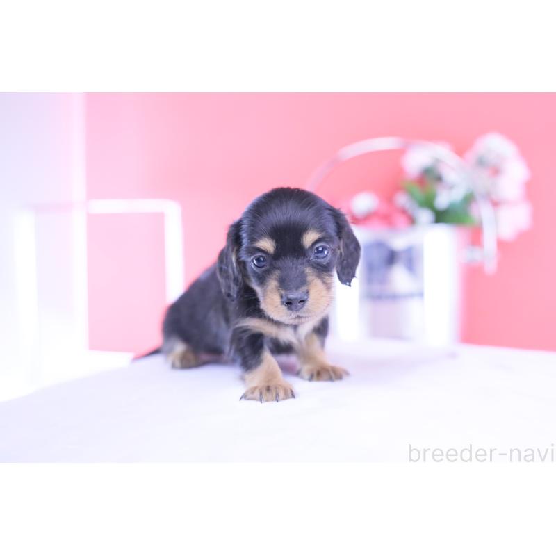 販売中の愛知県のカニンヘンダックスフンド(ロングヘアード)-432012の10枚目