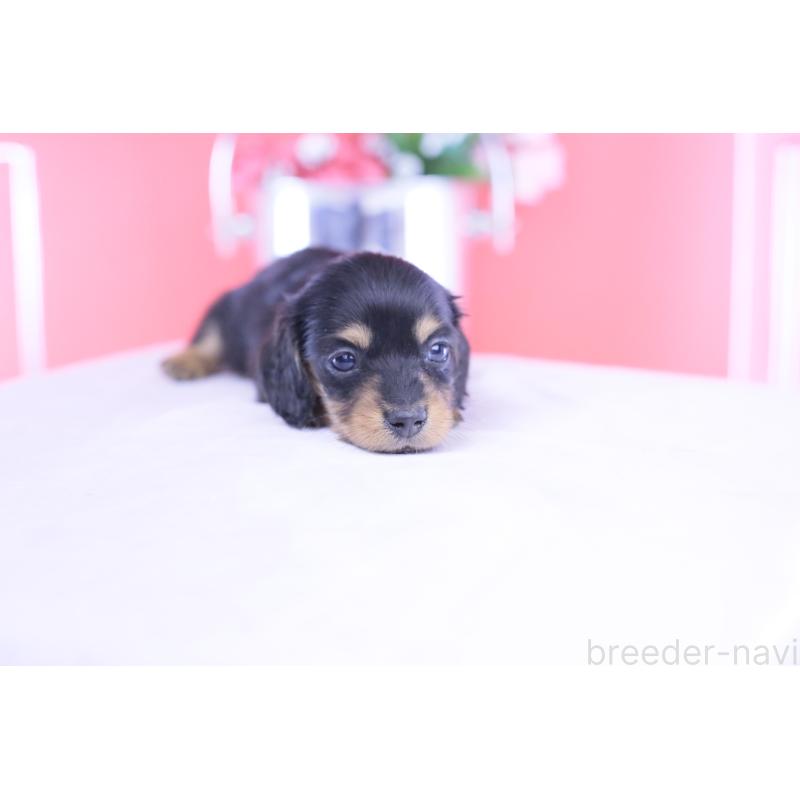 販売中の愛知県のカニンヘンダックスフンド(ロングヘアード)-432012の9枚目