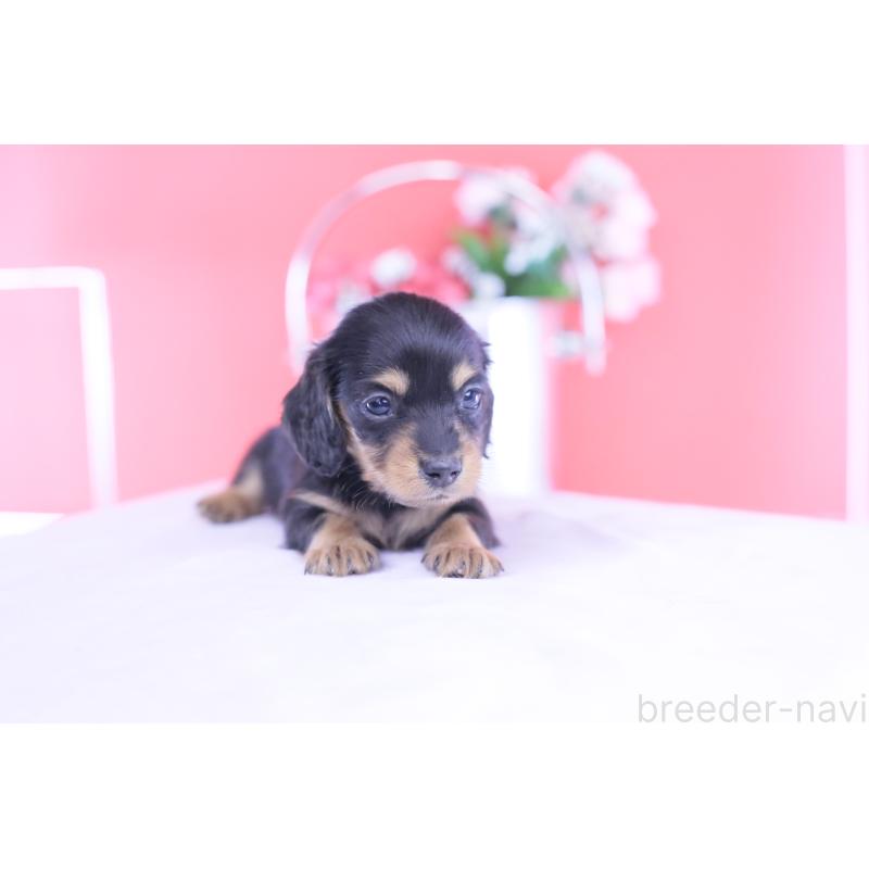 販売中の愛知県のカニンヘンダックスフンド(ロングヘアード)-432012の8枚目