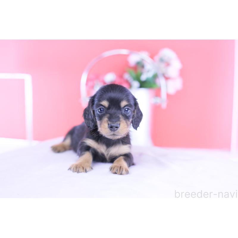 販売中の愛知県のカニンヘンダックスフンド(ロングヘアード)-432012の7枚目