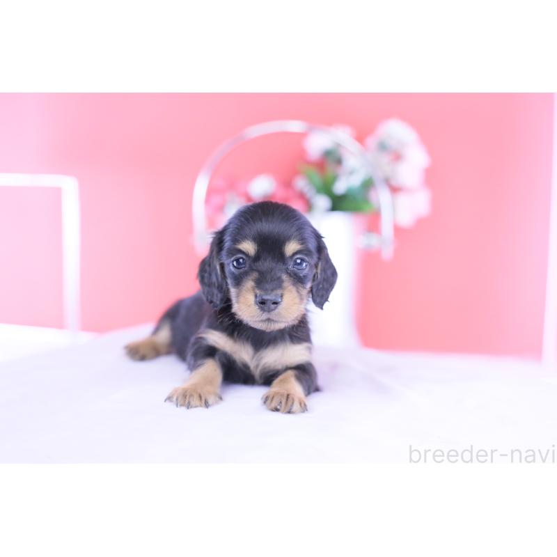 販売中の愛知県のカニンヘンダックスフンド(ロングヘアード)-432012の6枚目