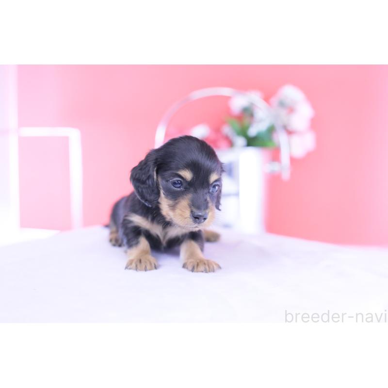 販売中の愛知県のカニンヘンダックスフンド(ロングヘアード)-432012の5枚目