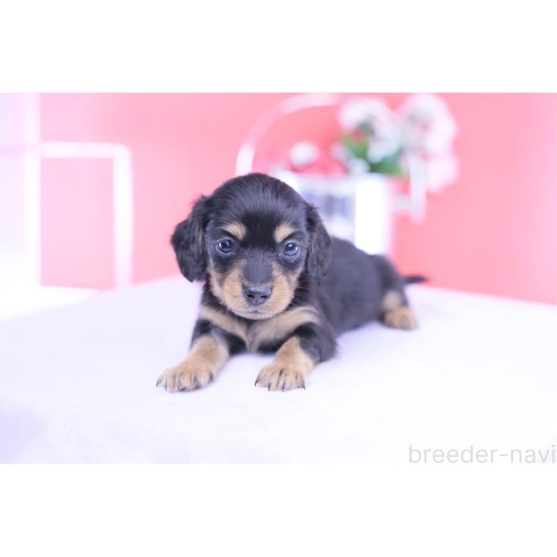 販売中の愛知県のカニンヘンダックスフンド(ロングヘアード)-432012の4枚目