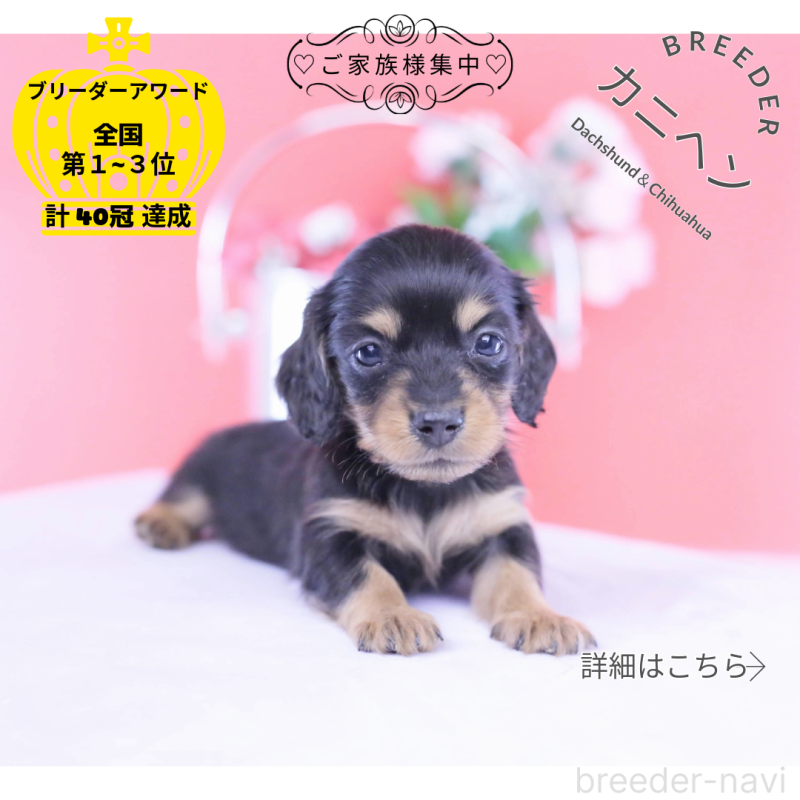 販売中の愛知県のカニンヘンダックスフンド(ロングヘアード)-432012の1枚目