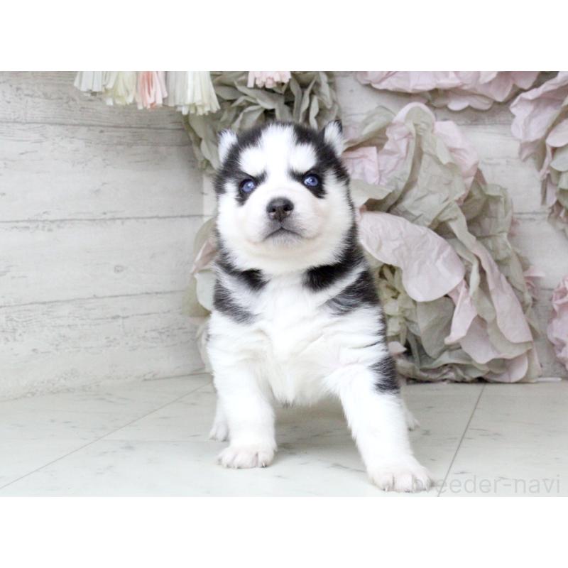 商談中の大阪府のシベリアンハスキー-432014の8枚目