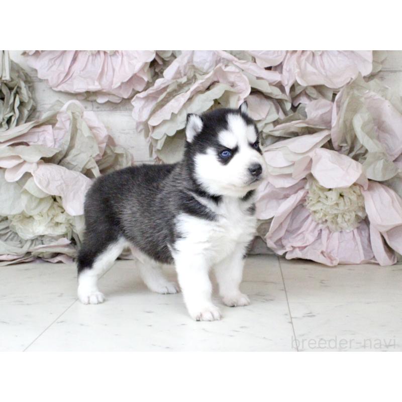 商談中の大阪府のシベリアンハスキー-432014の6枚目