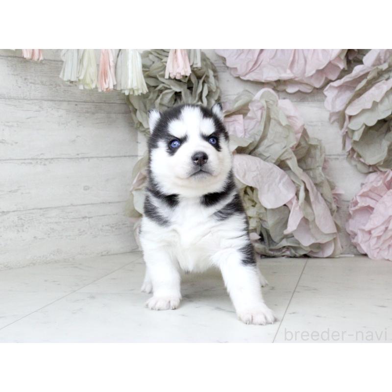 商談中の大阪府のシベリアンハスキー-432014の5枚目