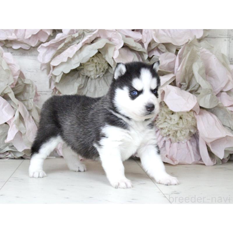 商談中の大阪府のシベリアンハスキー-432014の4枚目