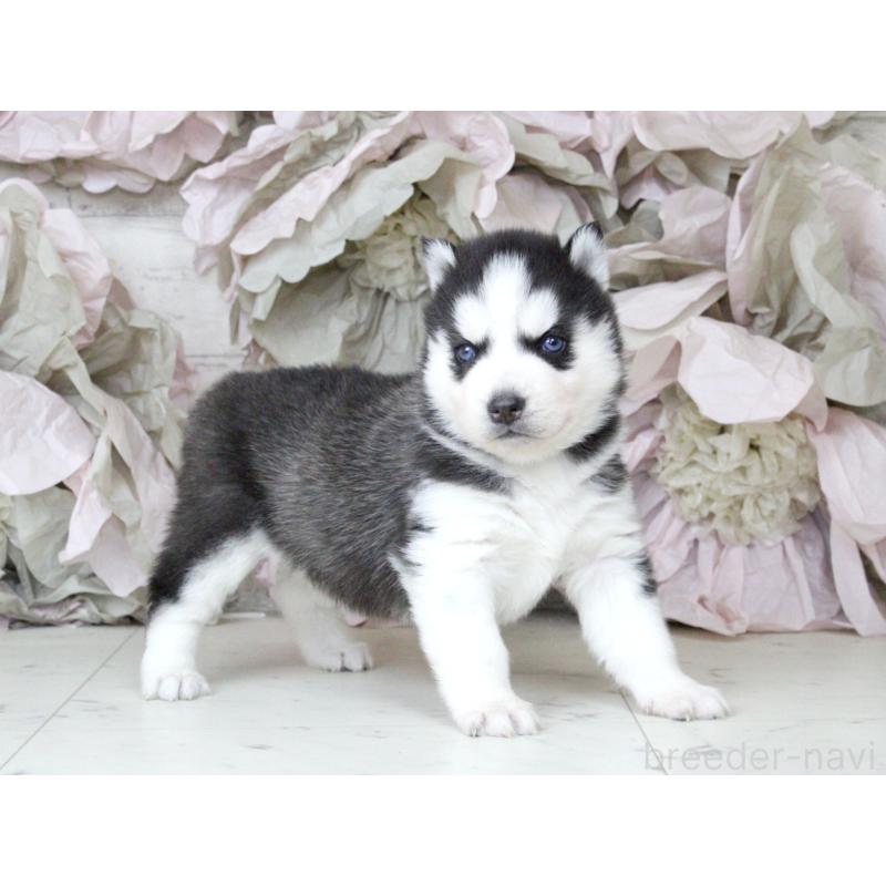 商談中の大阪府のシベリアンハスキー-432014の3枚目