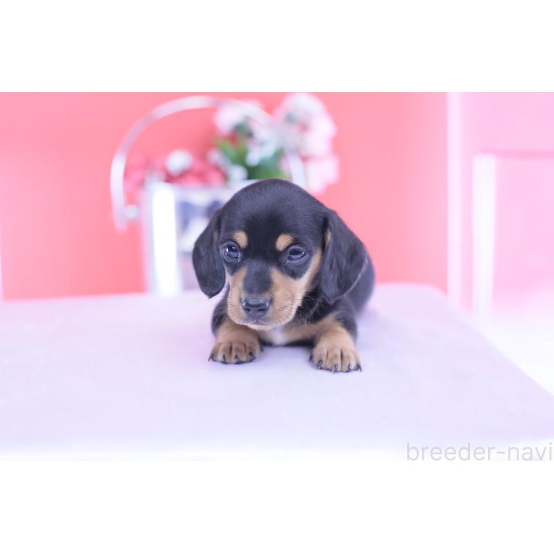 販売中の愛知県のカニンヘンダックスフンド(スムースヘアード)-432013の14枚目