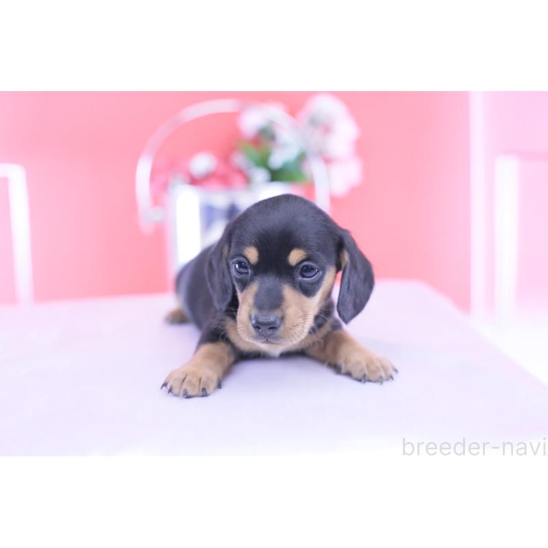 販売中の愛知県のカニンヘンダックスフンド(スムースヘアード)-432013の12枚目