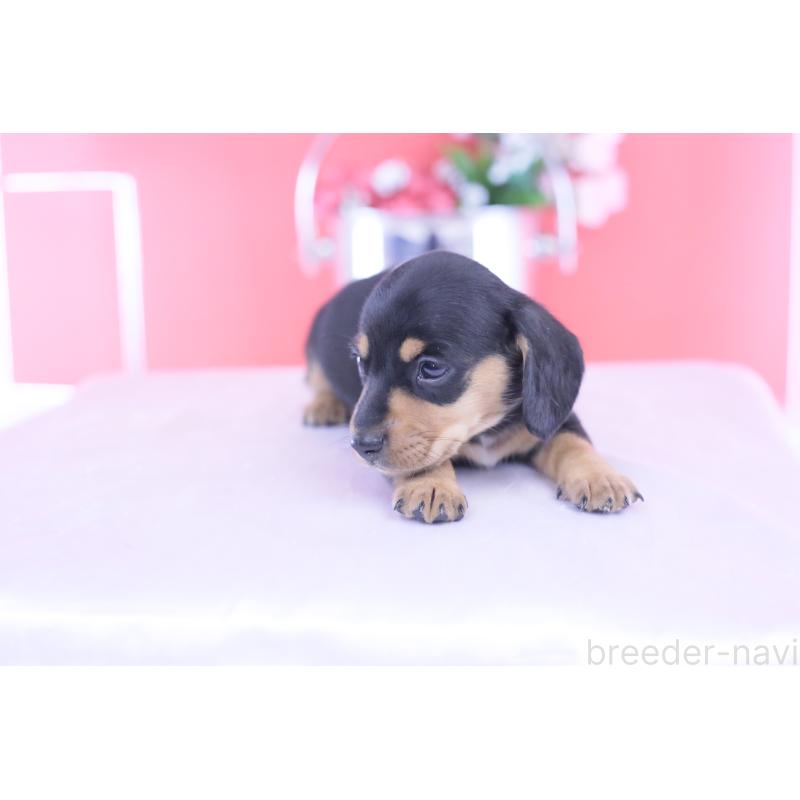 販売中の愛知県のカニンヘンダックスフンド(スムースヘアード)-432013の8枚目