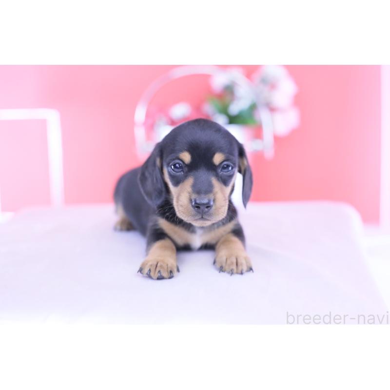 販売中の愛知県のカニンヘンダックスフンド(スムースヘアード)-432013の7枚目